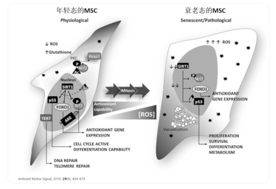 △年輕態(tài)的干細胞胞體飽滿、呈明顯的梭形；衰老的干細胞胞體寬大扁平