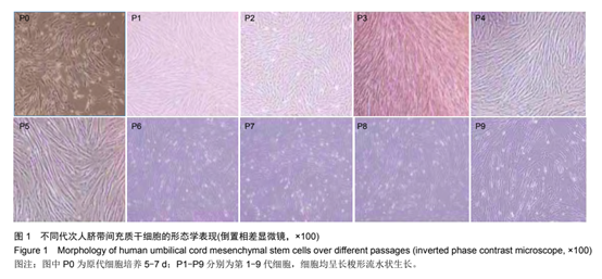 不同代次人臍帶問充質(zhì)于細胞的形態(tài)學(xué)表現(xiàn)