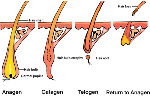圖1：毛囊結構和毛發周期