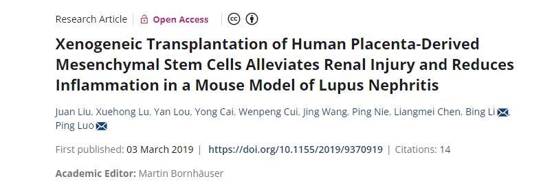 人類胎盤來源的間充質(zhì)干細(xì)胞異種移植可減輕狼瘡性腎炎小鼠模型的腎臟損傷并減少炎癥 人類胎盤來源的間充質(zhì)干細(xì)胞異種移植可減輕狼瘡性腎炎小鼠模型的腎臟損傷并減少炎癥