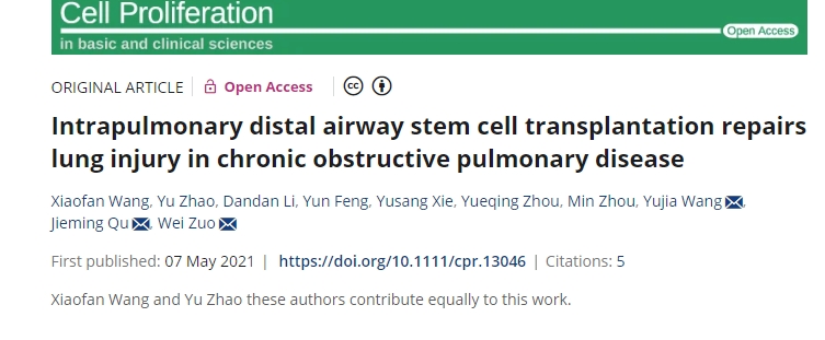 肺內遠端氣道干細胞移植修復慢性阻塞性肺病肺損傷 肺內遠端氣道干細胞移植修復慢性阻塞性肺病肺損傷