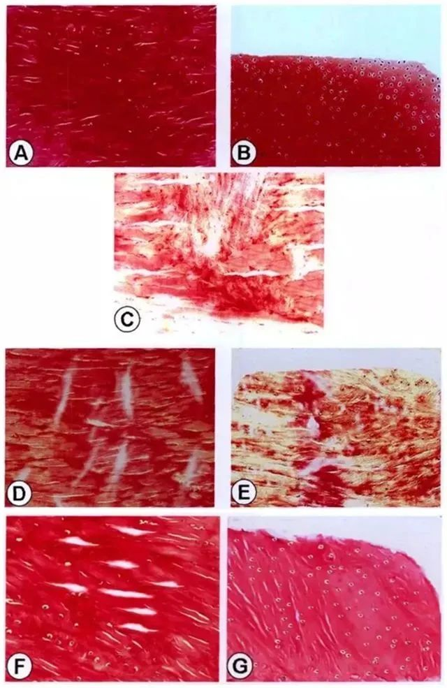不同時間點修復組織紅-紅區與白-白區II型膠原表達量 不同時間點修復組織紅-紅區與白-白區II型膠原表達量