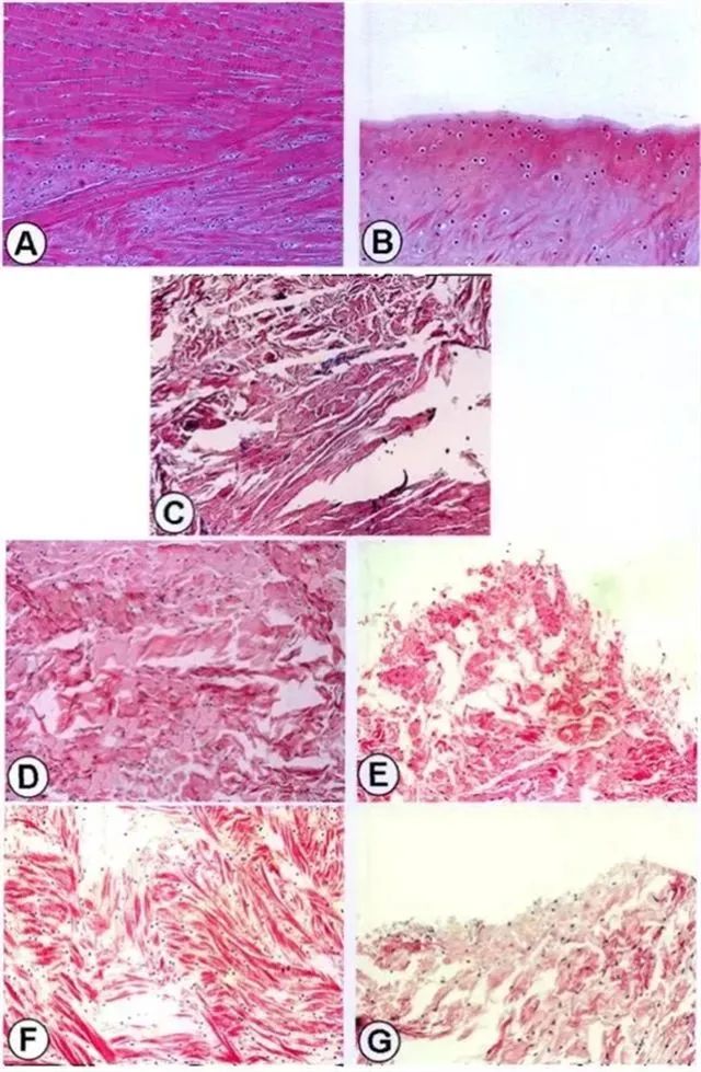 不同時間點修復組織紅-紅區與白-白區II型膠原表達量 不同時間點修復組織紅-紅區與白-白區II型膠原表達量
