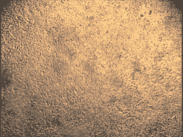 培養皿中的心臟干細胞 培養皿中的心臟干細胞