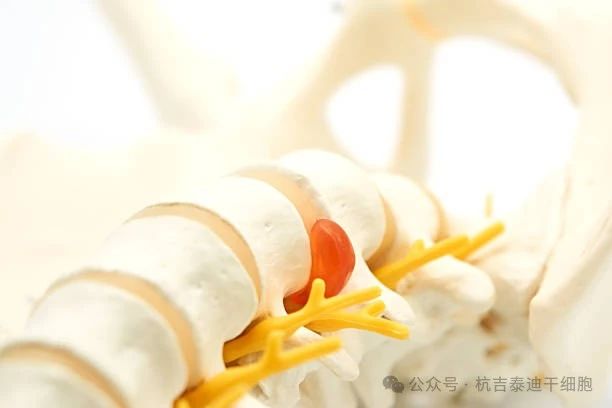 干細胞療法與骨骼系統 干細胞療法與骨骼系統