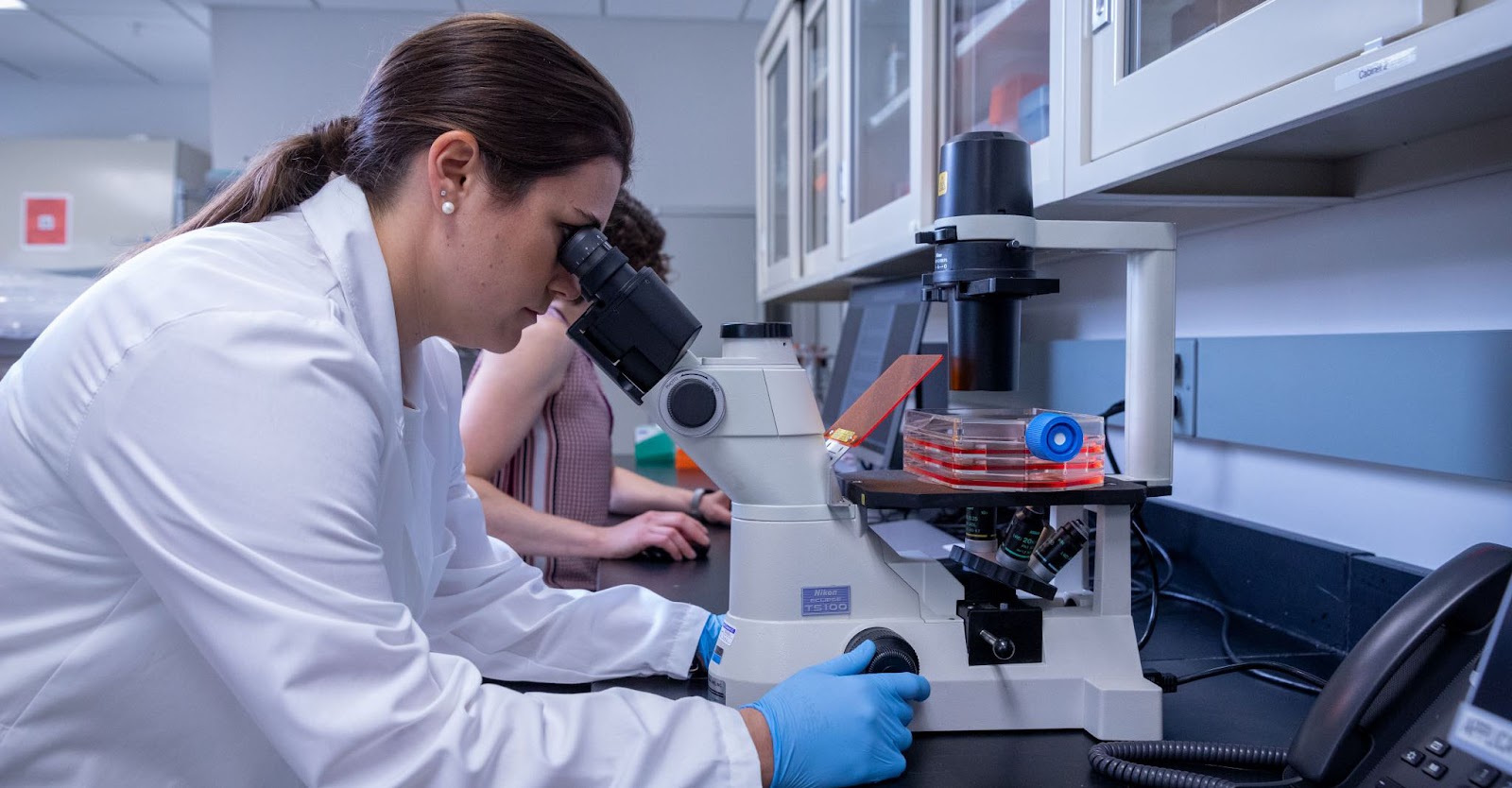 在干細胞用于治療之前,必須對其進行適當?shù)募せ詈团囵B(yǎng)。 在干細胞用于治療之前,必須對其進行適當?shù)募せ詈团囵B(yǎng)。