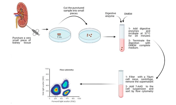 圖2：從人類(lèi)腎臟活檢中分離活細(xì)胞的示意圖