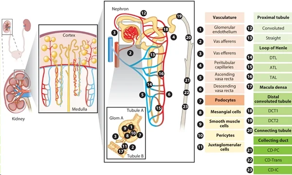 圖 1：腎臟上皮細(xì)胞和內(nèi)皮細(xì)胞概覽。圖片來(lái)源：PMID：34843404