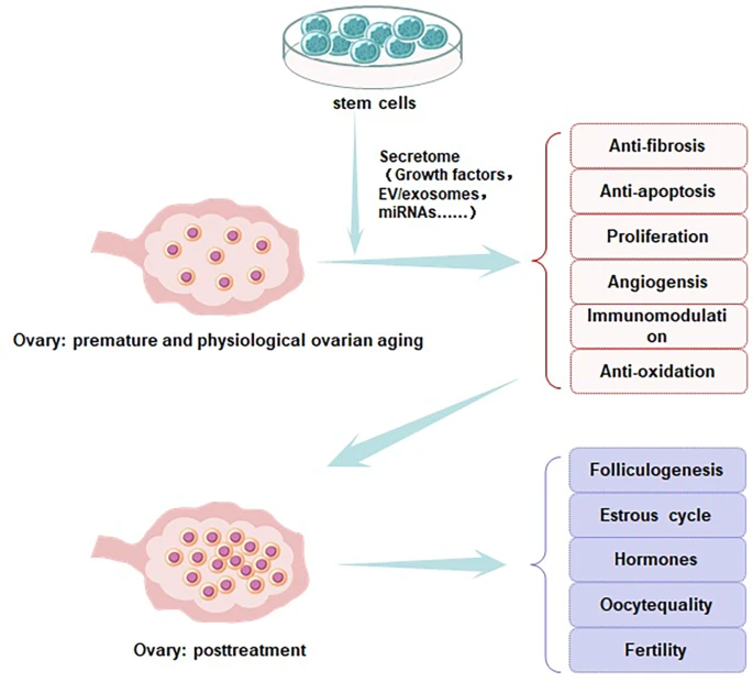 圖2:干細(xì)胞改善卵巢功能的圖示