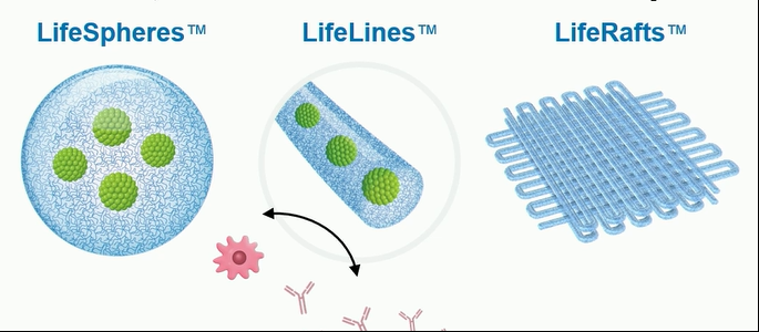 在移植過(guò)程中支持(通過(guò)營(yíng)養(yǎng)和氧氣轉(zhuǎn)移)和保護(hù)(通過(guò)免疫逃避)β細(xì)胞。 在移植過(guò)程中支持(通過(guò)營(yíng)養(yǎng)和氧氣轉(zhuǎn)移)和保護(hù)(通過(guò)免疫逃避)β細(xì)胞。