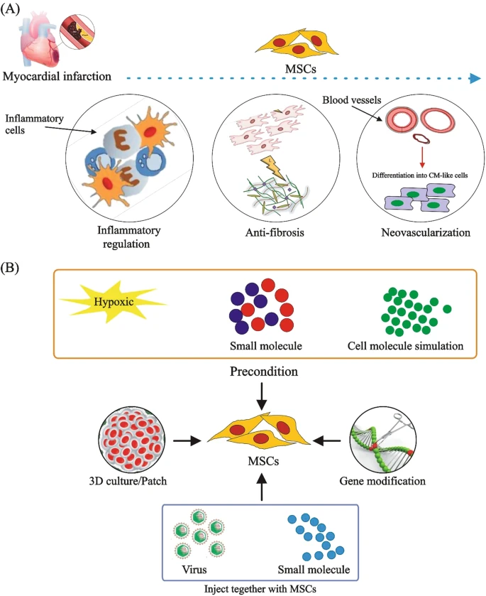 (A) MSCs通過(guò)調(diào)節(jié)炎癥、預(yù)防纖維化、促進(jìn)新血管形成和分化為心肌樣細(xì)胞來(lái)治療CVD。

(B) 改善MSCs在CVD中的治療效果的方法。為了提高M(jìn)SCs的治療效果，已經(jīng)采用了3D培養(yǎng)、含有MSCs的貼片、用缺氧或化學(xué)物質(zhì)進(jìn)行預(yù)處理、基因修飾以及病毒注射與小化合物或shRNA相結(jié)合等技術(shù)。