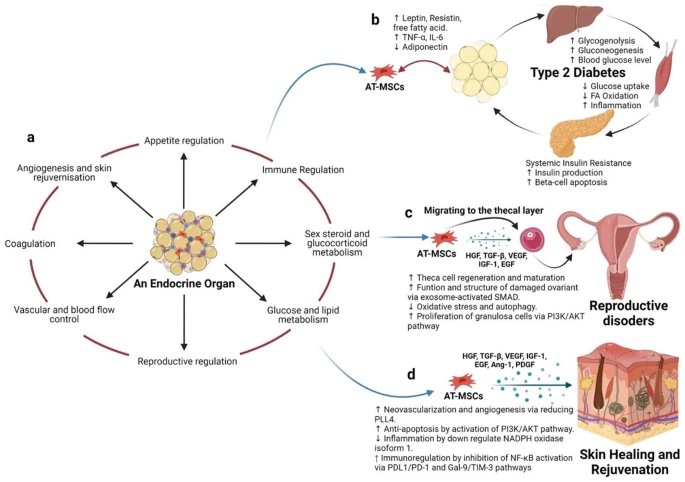不建議使用自體AT-MSC治療T2DM等代謝疾?。▓D4）。