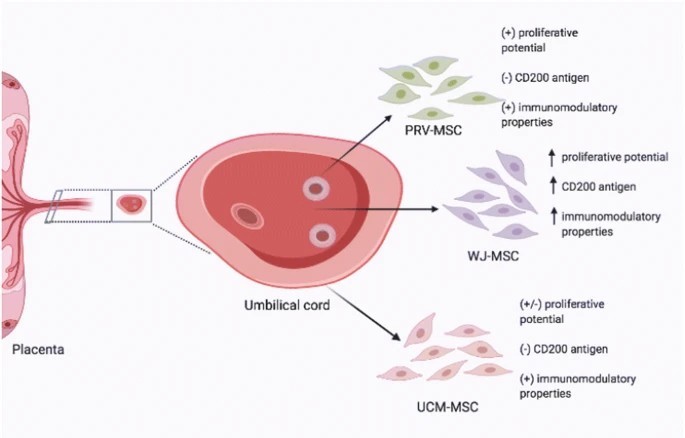 臍帶間充質干細胞的來源、特性、作用是什么? 臍帶間充質干細胞的來源、特性、作用是什么?