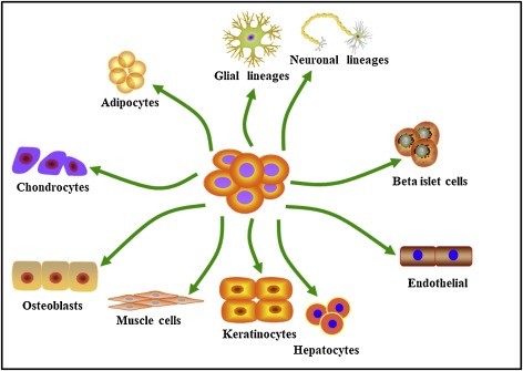 脂肪間充質干細胞的來源、特性、作用是什么? 脂肪間充質干細胞的來源、特性、作用是什么?