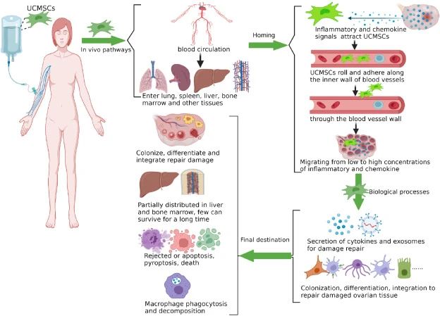 一、什么是臍帶間充質(zhì)干細(xì)胞? 一、什么是臍帶間充質(zhì)干細(xì)胞?