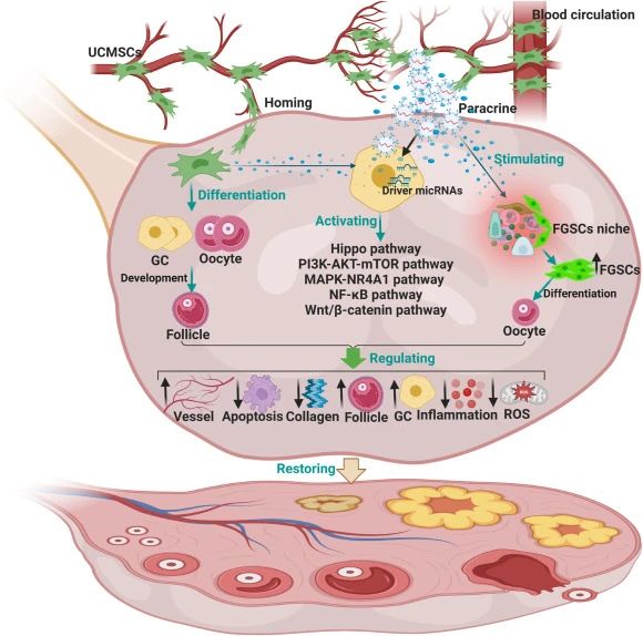 二、臍帶間充質(zhì)干細(xì)胞如何治療卵巢衰老? 二、臍帶間充質(zhì)干細(xì)胞如何治療卵巢衰老?