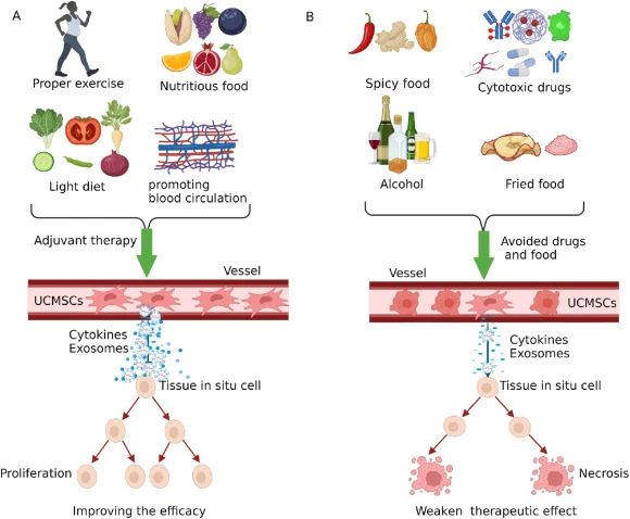 四、臍帶間充質(zhì)干細(xì)胞治療期間的注意事項(xiàng) 四、臍帶間充質(zhì)干細(xì)胞治療期間的注意事項(xiàng)