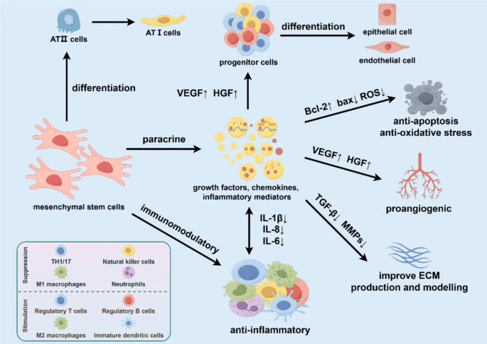 圖3:基于間充質干細胞治療慢阻肺的機制 圖3:基于間充質干細胞治療慢阻肺的機制