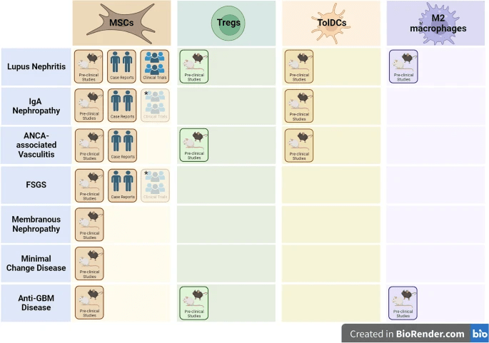 自身免疫性腎病調(diào)節(jié)性細胞療法的開發(fā)階段。 自身免疫性腎病調(diào)節(jié)性細胞療法的開發(fā)階段。