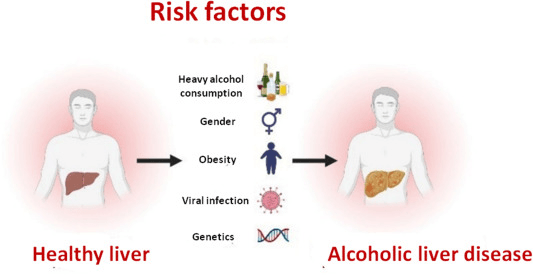 酒精性肝病風(fēng)險因素 酒精性肝病風(fēng)險因素
