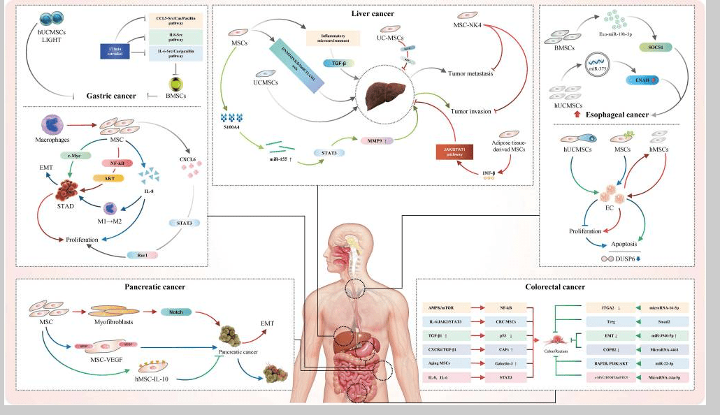 消化系統(tǒng)疾病如何治療？間充質(zhì)干細胞治療的案例有哪些？
