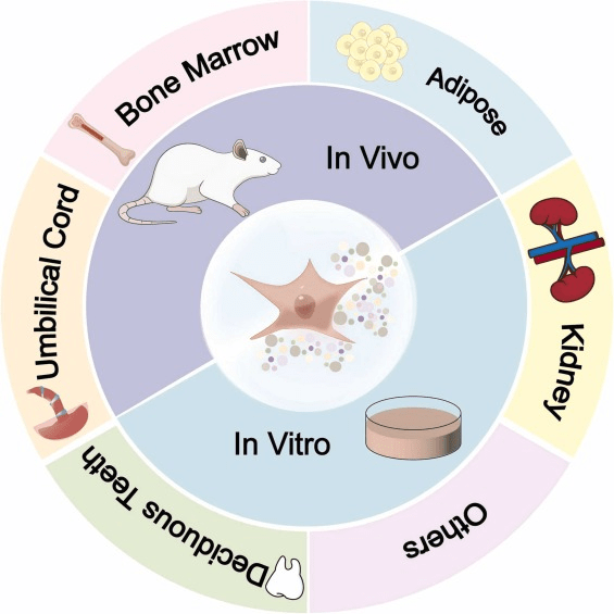 圖1:間充質(zhì)干細(xì)胞 (MSC) 及其衍生的外泌體 (MSCs-Exo) 的多種來源。 圖1:間充質(zhì)干細(xì)胞 (MSC) 及其衍生的外泌體 (MSCs-Exo) 的多種來源。