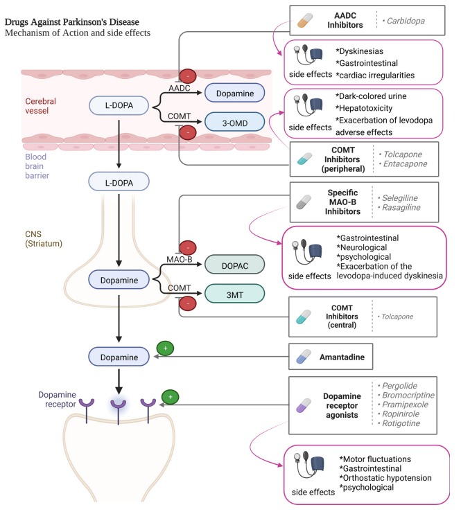 圖2：帕金森病患者使用的藥物及其作用機制。