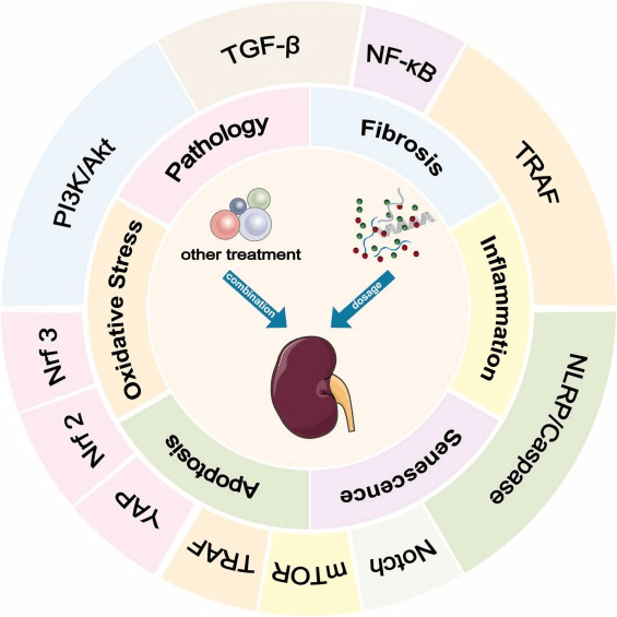 圖2:間充質(zhì)干細(xì)胞 (MSC) 及其衍生的外泌體 (MSCs-Exo) 在糖尿病腎病治療中的機(jī)制和途徑。 圖2:間充質(zhì)干細(xì)胞 (MSC) 及其衍生的外泌體 (MSCs-Exo) 在糖尿病腎病治療中的機(jī)制和途徑。