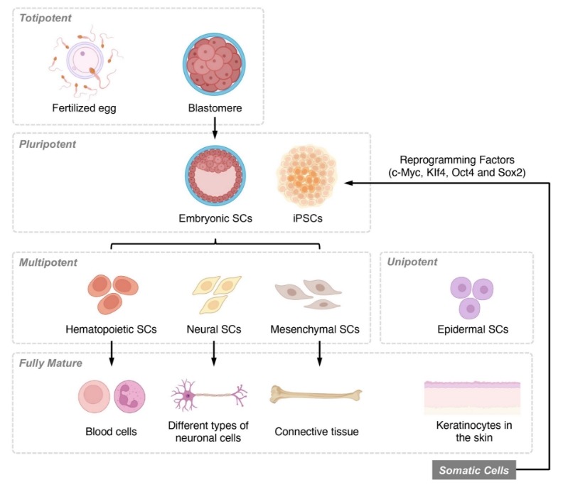 圖1:基于分化潛力和發育階段的干細胞分類概述。 圖1:基于分化潛力和發育階段的干細胞分類概述。