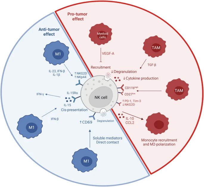 圖2:NK細(xì)胞和巨噬細(xì)胞相互作用 圖2:NK細(xì)胞和巨噬細(xì)胞相互作用
