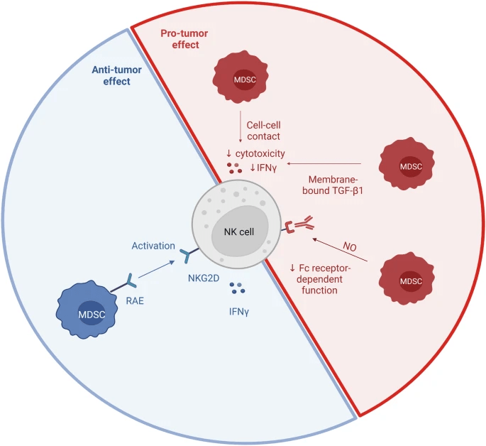 圖3:NK細(xì)胞和MDSC相互作用 圖3:NK細(xì)胞和MDSC相互作用