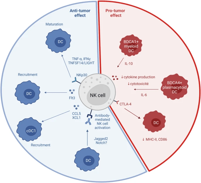 圖4:NK細(xì)胞和DC相互作用 圖4:NK細(xì)胞和DC相互作用
