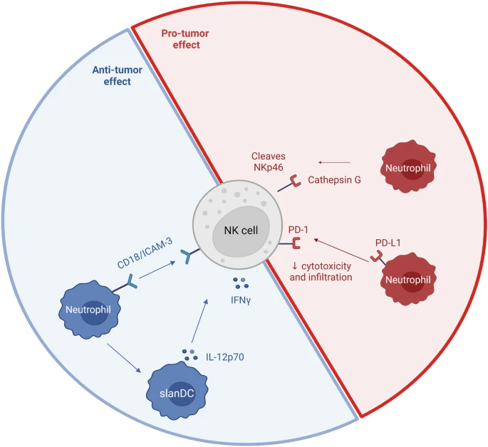 圖5:NK細(xì)胞和中性粒細(xì)胞相互作用 圖5:NK細(xì)胞和中性粒細(xì)胞相互作用