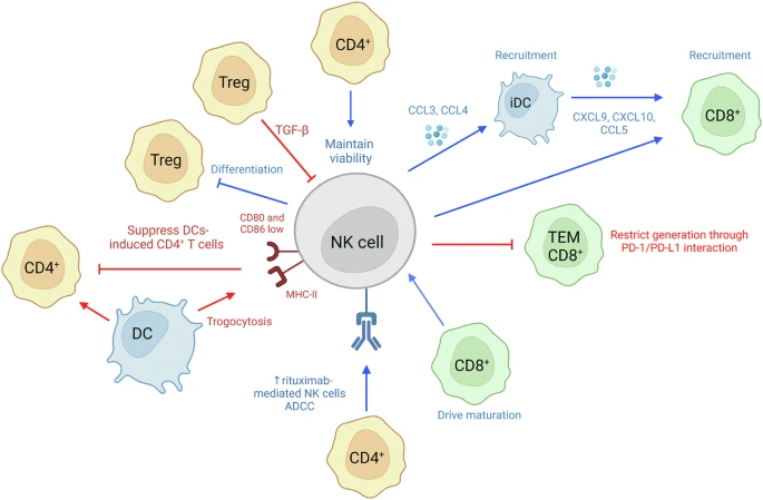 圖6:NK細(xì)胞和T細(xì)胞相互作用。 圖6:NK細(xì)胞和T細(xì)胞相互作用。
