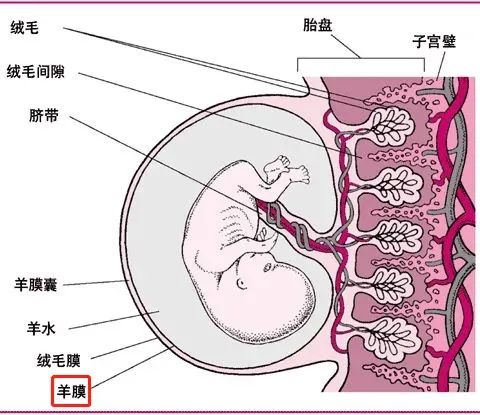 作用堪比全能干細胞，重新認識人羊膜上皮細胞的細胞特性及其治療應用