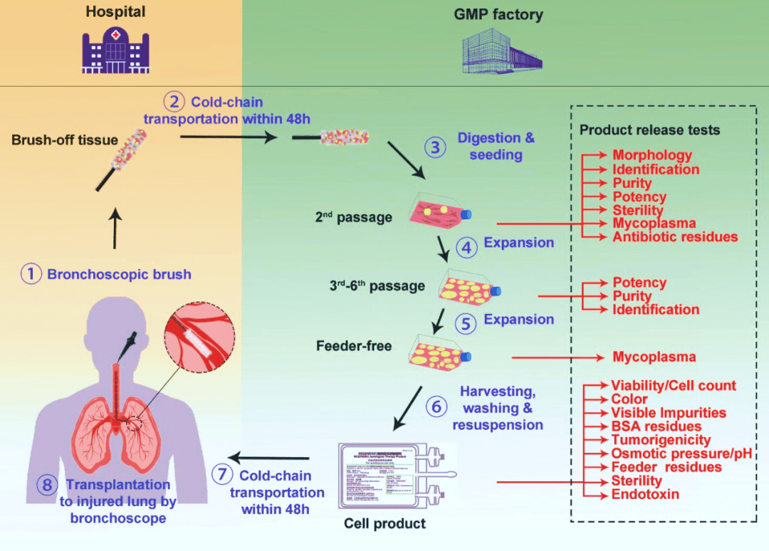 圖2. ?圖示支氣管上皮基底層來源的P63+?LPC(左圖來自Janes SM,2022;右圖來自左為課題組)及其用于臨床治療的流程。 圖2. ?圖示支氣管上皮基底層來源的P63+?LPC(左圖來自Janes SM,2022;右圖來自左為課題組)及其用于臨床治療的流程。