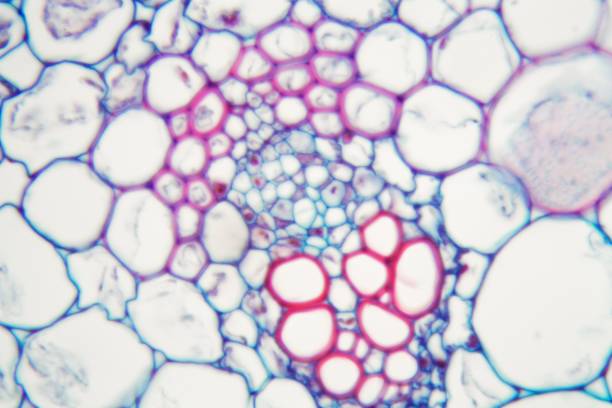 什么是間充質(zhì)干細(xì)胞 (MSC)? 什么是間充質(zhì)干細(xì)胞 (MSC)?
