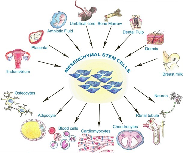 圖1:間充質干細胞的來源 圖1:間充質干細胞的來源