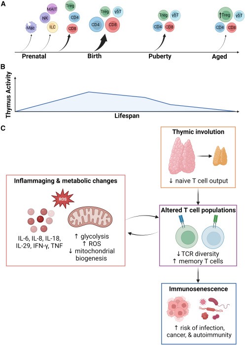 圖2：胸腺輸出量隨著年齡的增長而變化并逐漸下降，導致老年人出現與年齡相關的免疫功能損害
