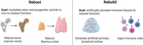 圖3：再生老化和受損免疫器官的兩種方法，包括重啟患者自身的免疫系統和通過人工補充重建患者的免疫系統