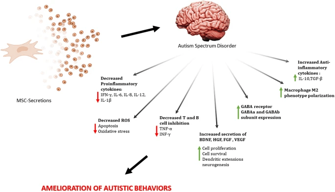 圖1：干細胞治療自閉癥譜系障礙的作用機制