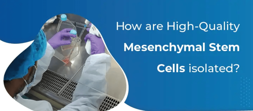 為什么遵守GMP對于生產(chǎn)高質(zhì)量、安全的間充質(zhì)干細胞至關重要 為什么遵守GMP對于生產(chǎn)高質(zhì)量、安全的間充質(zhì)干細胞至關重要