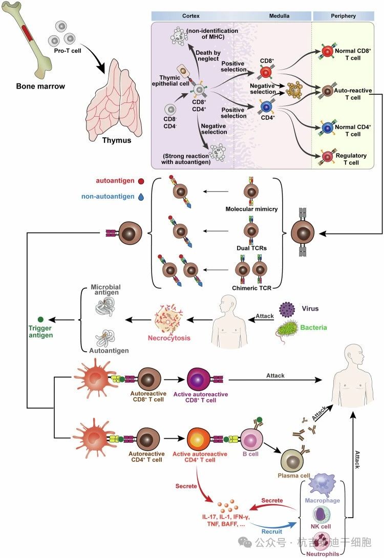 圖1:自身免疫性疾病的機制示意圖 圖1:自身免疫性疾病的機制示意圖