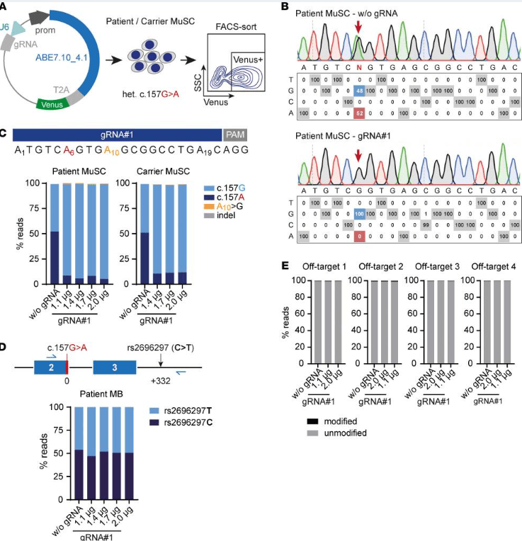 ABE 修復患者和攜帶者原發性 MuSC 中的SGCA?c.157G>A 突變,且沒有可檢測到的脫靶編輯。 ABE 修復患者和攜帶者原發性 MuSC 中的SGCA?c.157G>A 突變,且沒有可檢測到的脫靶編輯。