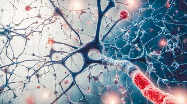 胚胎干細胞和神經干細胞在科學研究中的區別是什么？