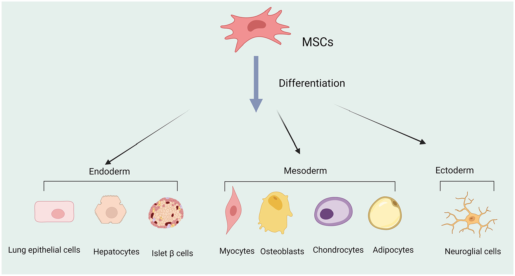 圖1 ：多能間充質(zhì)干細(xì)胞 (MSC) 可分化為不同的細(xì)胞譜系，例如中胚層細(xì)胞，跨胚胎分化為內(nèi)胚層和外胚層細(xì)胞