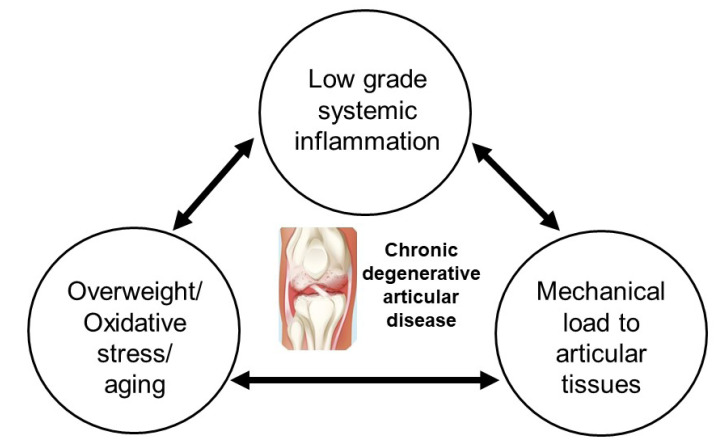 圖1:膝骨關(guān)節(jié)炎的病理生理學(xué)。 圖1:膝骨關(guān)節(jié)炎的病理生理學(xué)。