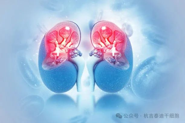 干細(xì)胞治療腎臟疾病:未來腎臟健康的先進(jìn)解決方案