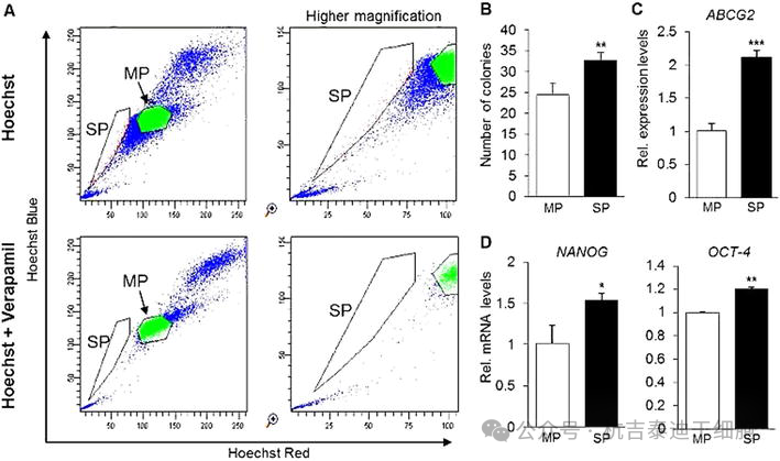 圖8：使用染料Hoechst-33342和維拉帕米識別成體干細胞。