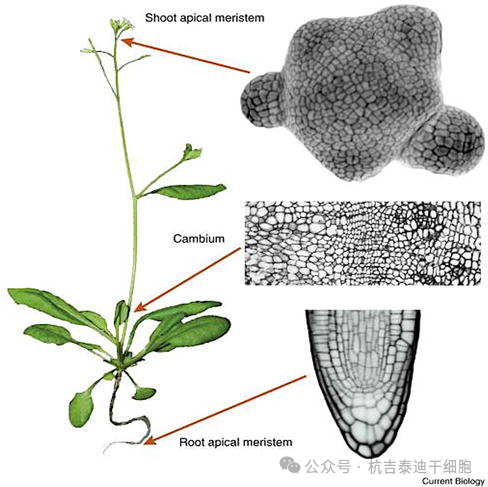 圖2：顯示植物的分生組織，以莖和根頂端分生組織和形成層表示。分生組織是植物的干細胞，也是全能性的，能夠產生整個植物。